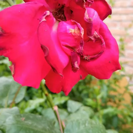 Vecchia Aurelia