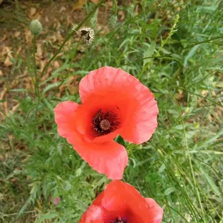 Vecchia Aurelia Spergolaia